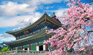 Sherry blossom, Seoul, Shouth Korea
