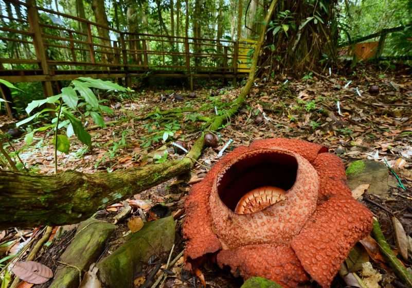 Rafflesia flower, Sabah, Malaysia